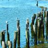 Seven gulls put the old pilings in Wiscasset Harbor to good use. Since the day we are born we are all taught to share but apparently each gull prefers its very own piling. GARY DOW/Wiscasset Newspaper