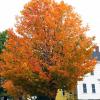 The leaves are probably all gone by now on this Hooper Street tree in Wiscasset. GARY DOW/Wiscasset Newspaper