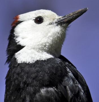 White-headed woodpecker, Kirk Rogers, Boothbay Register
