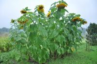 Even the sunflowers at Morris Farm in Wiscasset look a little down after a Thursday afternoon thunderstorm. But, fall will soon replace the September lightning storms. BEN BULKELEY/Boothbay Register
