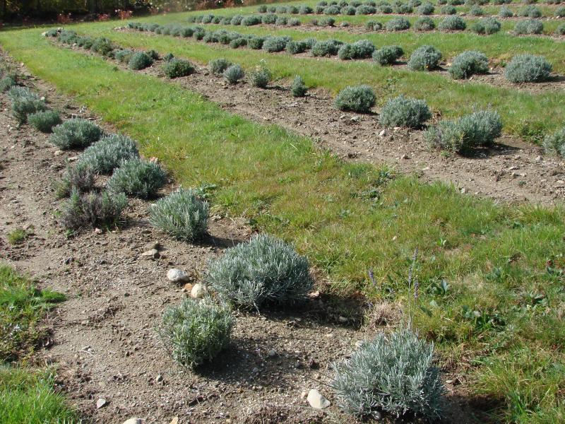Michelle Peele will shield these lavender shrubs with fabric for the winter. The harvested lavender will get to dry in the new barn. SUSAN JOHNS/Wiscasset Newspaper Michelle Peele will shield these lavender shrubs with fabric for the winter. The harvested lavender will get to dry in the new barn. SUSAN JOHNS/Wiscasset Newspaper