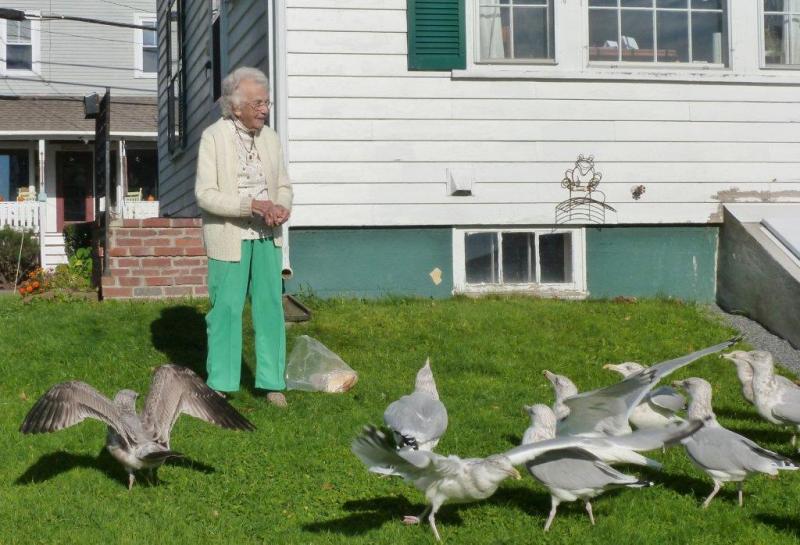 Florence Haggett's seagull friends flock to her side as she tosses their afternoon snack. Below: Florence Haggett now, in her living room, and then, a senior in high school in the 1930s. KATRINA CLARK/Boothbay Register Florence Haggett's seagull friends flock to her side as she tosses their afternoon snack. KATRINA CLARK/Boothbay Register