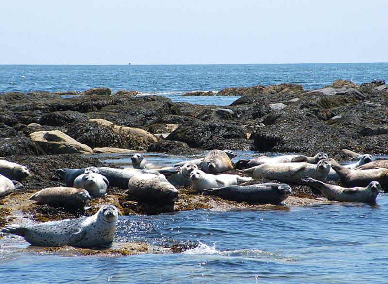 Seals Seals