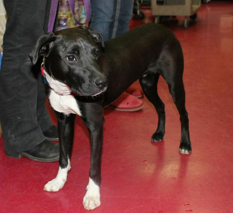 Coda, a well-mannered lab mix, is the only dog who wasn't adopted February 23 Coda, a well-mannered lab mix, is the only dog who wasn't adopted February 23