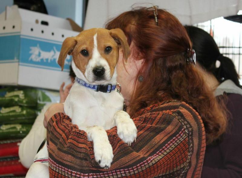 Nancy Pederson holds Jingles. Below: Coda, a well-mannered lab mix, is the only dog who wasn't adopted February 23; Jemma and Sprinkles; Jessica Jones holds Beck; Sprinkles gives Nancy Pederson a kiss. Courtesy of Lizzie Lewis Nancy Pedersen holds Jingles
