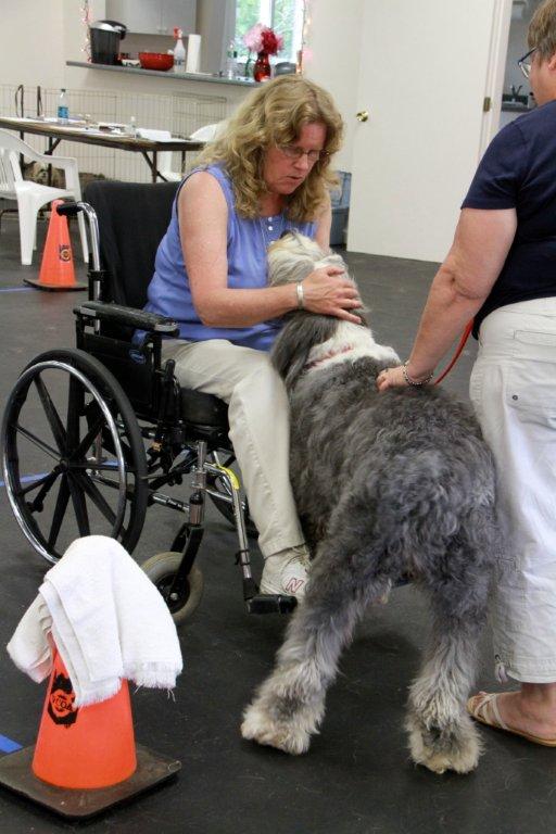 Gracie, the Old English Sheepdog owned by Lisa Cushman, greets Therapy Dog International evaluator Naomi Howe during the test at Positively Best Friends. Courtesy of Lisa Best Gracie, the Old English Sheepdog owned by Lisa Cushman, greets Therapy Dog International evaluator Naomi Howe during the test at Positively Best Friends. Courtesy of Lisa Best