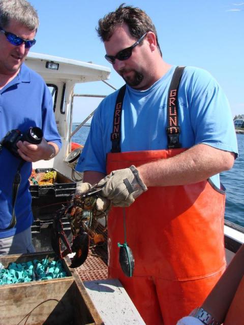 Caleb Hodgdon shows a passenger how to measure a lobster to determine if it has to be released. HILARY RIBONS/Boothbay Register Caleb Hodgdon shows a passenger how to measure a lobster to determine if it has to be released. HILARY RIBONS/Boothbay Register