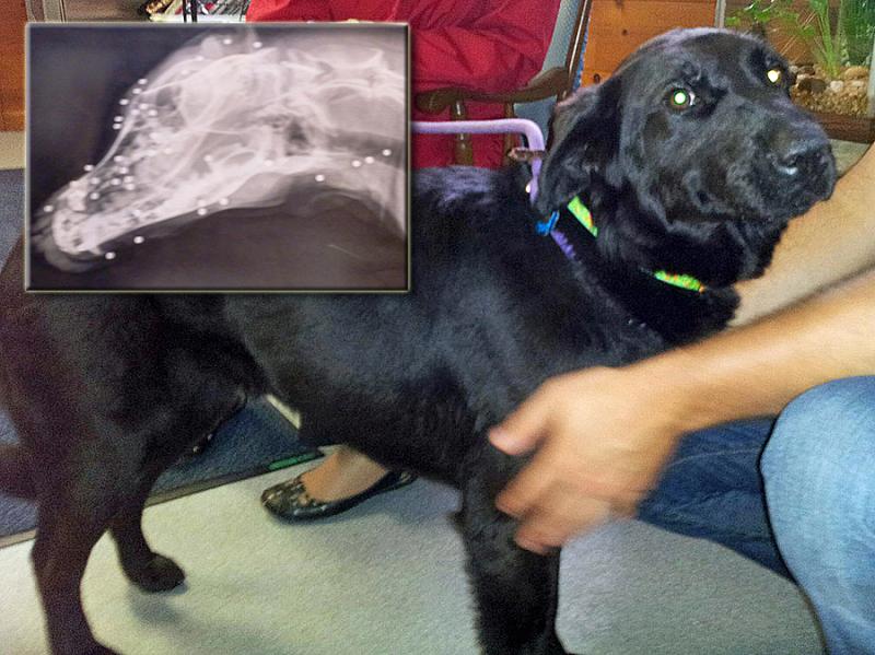 Lady, a 1-year-old stray black Labrador, was found in Waldoboro and held for 10 days before being put up for adoption and brought to the veterinarian to be spayed. That's when they learned the “super friendly” dog's secret: someone in her past had assaulted her with at least 83 BB shots, and the evidence had healed under her skin. Courtesy Lincoln County Animal Shelter Lady, a 1-year-old stray black Labrador, was found in Waldoboro and held for 10 days before being put up for adoption and brought to the veterinarian to be spayed. That's when they learned the “super friendly” dog's secret: someone in her past had assaulted her with at least 83 BB shots, and the evidence had healed under her skin. Courtesy Lincoln County Animal Shelter