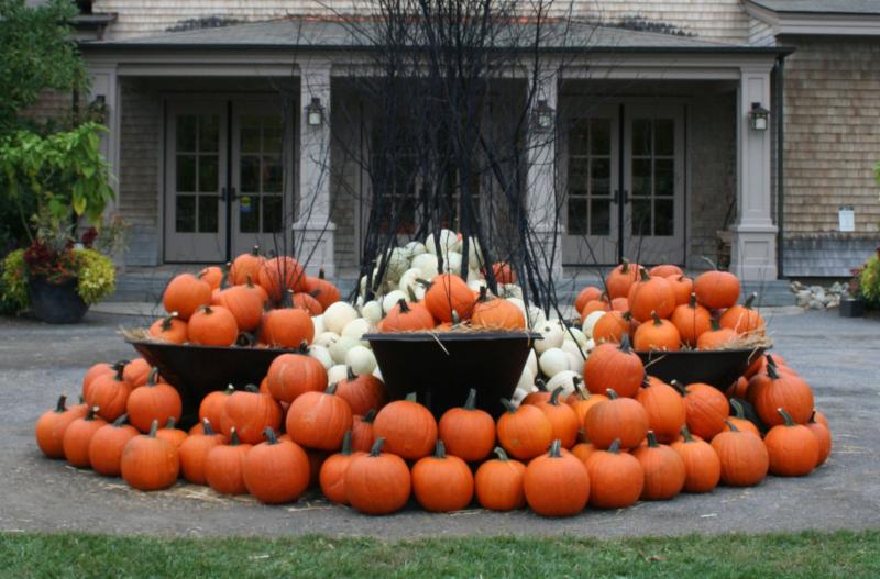 Piled into wheelbarrows and displayed here, there, and everywhere, pumpkins in all shapes and sizes will be free to visitors beginning on October 28, while supplies last. Courtesy of Barbara Freeman Piled into wheelbarrows and displayed here, there, and everywhere, pumpkins in all shapes and sizes will be free to visitors beginning on October 28, while supplies last. Courtesy of Barbara Freeman