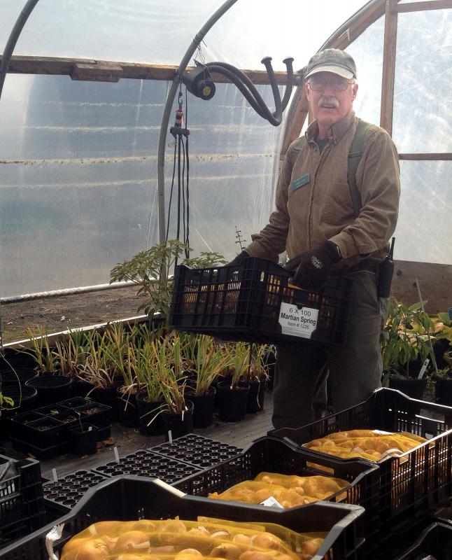 Think spring! Horticulturist Dick Zieg totes a few of the 23,000 bulbs being planted at the Gardens now in anticipation of a vernal display more than twice the size of those in recent years. Tulips in striking combinations, along with hyacinths and other bulbs, make up the new plantings. Courtesy of William Cullina Think spring! Horticulturist Dick Zieg totes a few of the 23,000 bulbs being planted at the Gardens now in anticipation of a vernal display more than twice the size of those in recent years. Tulips in striking combinations, along with hyacinths and other bulbs, make up the new plantings. Courtesy of William Cullina