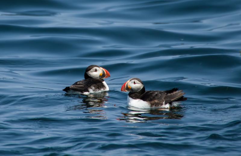 A PAIR of Atlantic puffins swim near Eastern Egg Rock. Puffins mate for life. Courtesy of Heidi Piccerelli