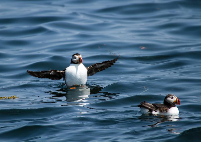TWO PUFFINS frolic in the sea off Eastern Egg Island. Courtesy of Heidi Piccerelli