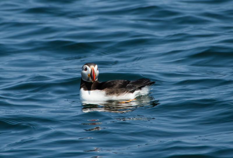 A LONE PUFFIN in the water near Eastern Egg Rock. Courtesy of Heidi Piccerelli