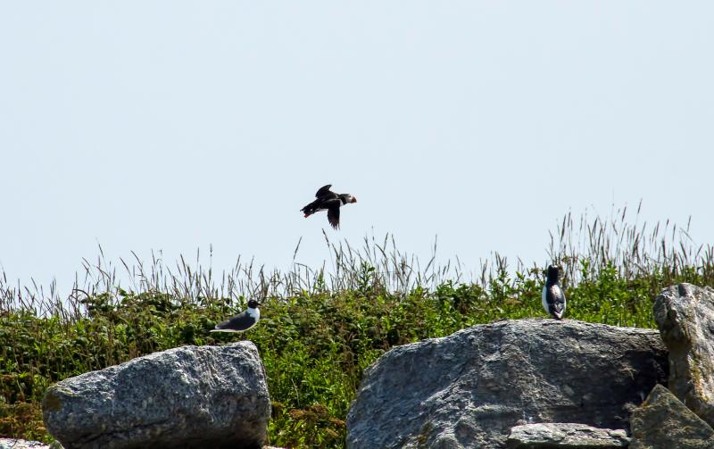 PROJECT PUFFIN, started by the National Audubon Society, has placed puffin decoys (seen on right) on Eastern Egg Rock to attract more puffins to the island. Courtesy of Heidi Piccerelli