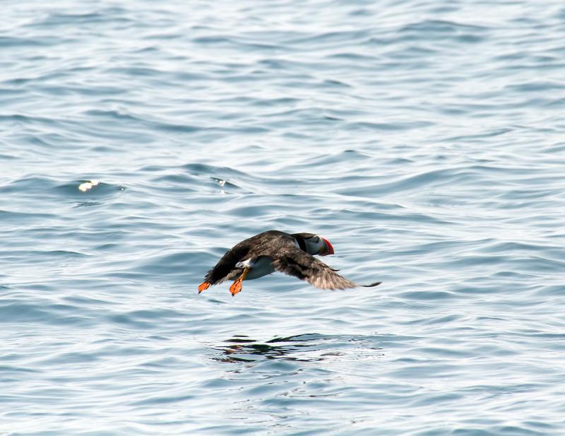 FLYING LOW over the water, this puffin’s wings beat 400 times a minute, carrying him at a speed of 55 mph. Courtesy of Heidi Piccerelli