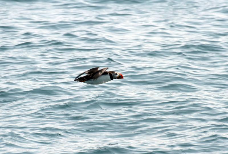 A PUFFIN FLYING. Courtesy of Heidi Piccerelli