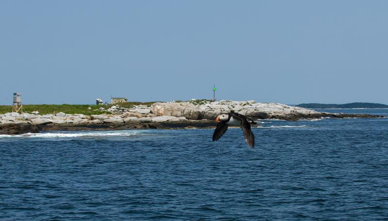 A PUFFIN FLIES near the eastern point of Eastern Egg Rock. Courtesy of Heidi Piccerelli