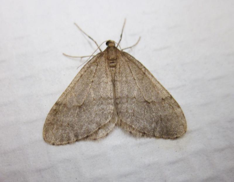 The winter moth has been found in Lincoln County and elsewhere on Maine’s coast and a bit inland. Courtesy of the Maine Forest Service winter moth