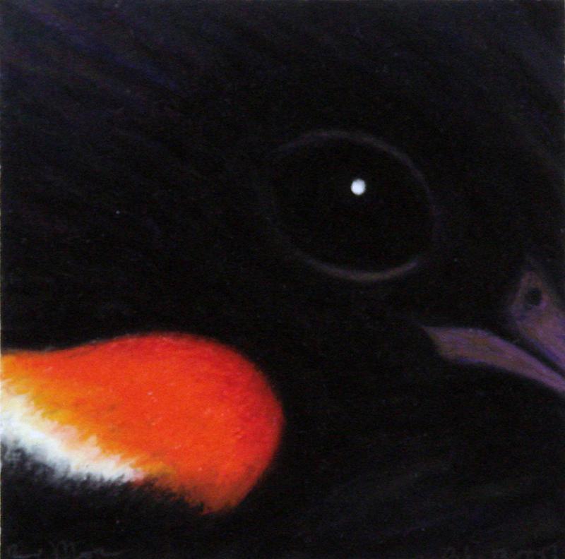 Paul Plante’s “Red Winged Blackbird.” Paul Plante’s“Red Winged Blackbird”