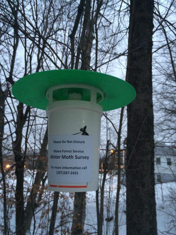 The Maine Forest Service has left a trap like this one in Wiscasset and elsewhere in the region, to help gauge the presence of the invasive winter moth. Courtesy of the Maine Forest Service moth trap