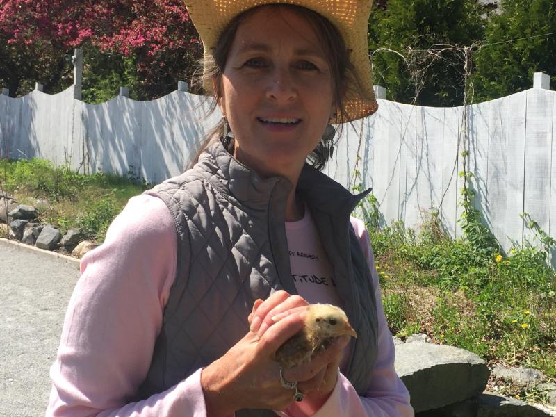 The new chicks have arrived at the brewery, including this little Key West Gypsy Chicken held by Brewery co-owner Lori Mitchell. The Watershed Tavern uses the eggs provided by the chickens in their dishes. KATRINA CLARK/Boothbay Register