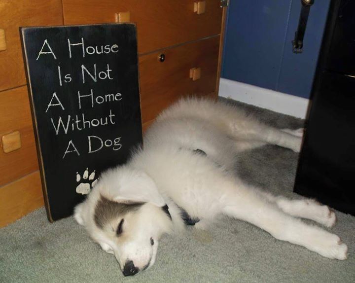 Mickey, a Great Pyrenees mix and Underhound Railroad rescue, is just one of the adoptable dogs and puppies that will be available for meet and greets during the second annual Rescue Day at the Railway this Saturday from 9:30 a.m. to 5 p.m. at the Boothbay Railway Village. Courtesy of Margaret Hoffman