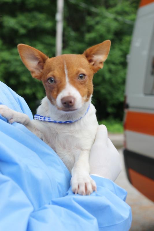 This is one of the dogs rescued from Mississippi. Courtesy of Jane Siviski