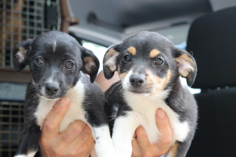 Maple and Waffle are siblings of Biscuit. Courtesy of Jane Siviski