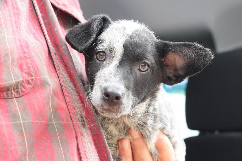 This is one of the dogs rescued from Mississippi. Courtesy of Jane Siviski