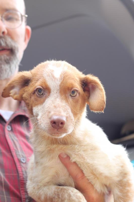 This is one of the dogs rescued from Mississippi. Courtesy of Jane Siviski
