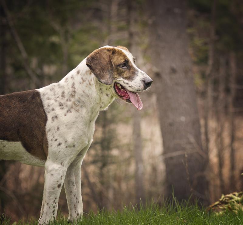 Rufus is one adult dog looking for a home at the Lincoln County Animal Shelter. He is a senior red tick coonhound mix, and has been at the shelter for two years. He is such a love, a gentle and loyal dog, and shelter staff can’t figure out why he hasn’t yet been scooped up. Come see Rufus and all his friends available for adoption at the Lincoln County Animal Shelter Open House and MEGA Adoption Event. Courtesy of Jill Piper/Furry Kids Pet Photography