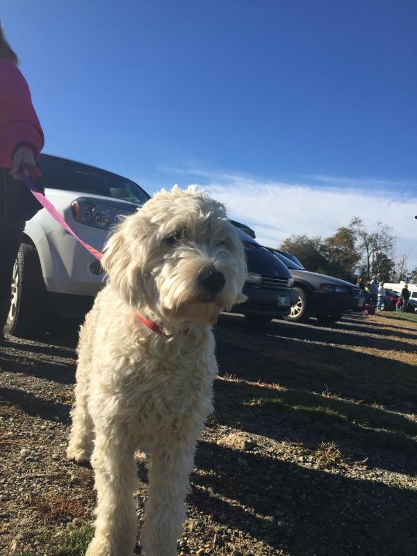 Golden doodle Molly, owned by Heidi Kelsey of Bristol, looks out onto the course of the Zombie Run. SUSAN JOHNS/Wiscasset Newspaper