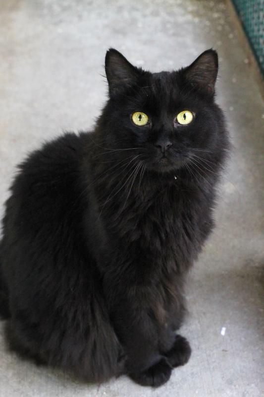 “Speedy” is a 9-year-old cat at Coastal Humane Society looking for a home. He doesn’t ask for much – just a comfy home in which he can relax. Senior dogs and cats are fee-waived at Coastal Humane Society and the Lincoln County Animal Shelter all month long in celebration of Senior Pet Month. Adult cats ages 1 – 7 are 50 percent off as well.
