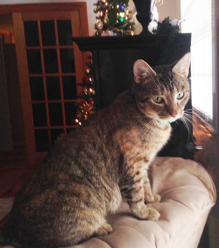 Indy was named by new owner, Nate LaCoste, for his love of race cars. Courtesy of Shelley LaCoste