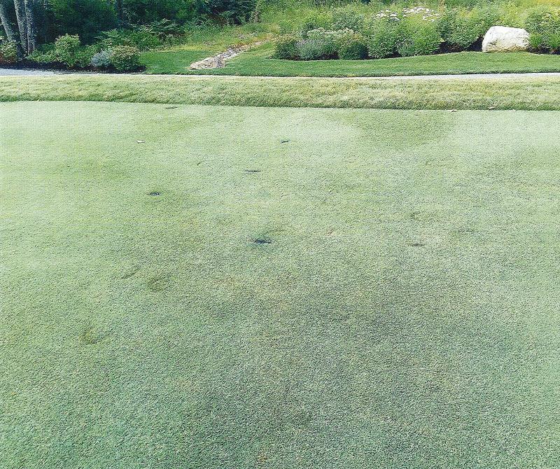 Alleged horse damage on the 14th tee of the golf course. Photo provided by Bernstein Shur.