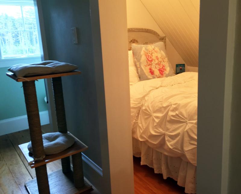 The cat’s nest. SUZI THAYER/Boothbay Register