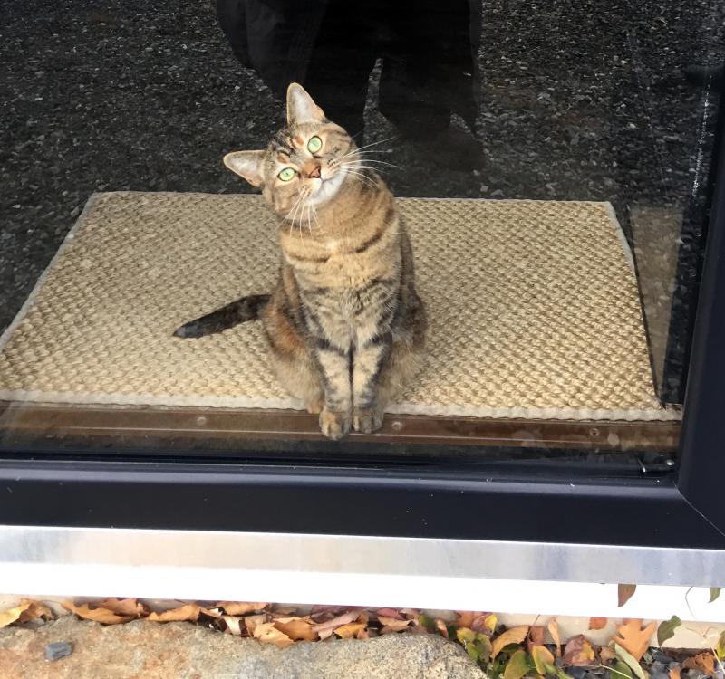TinkerBelle waits for her mom to get rid of the visitor so she’ll have her full attention again. SUZI THAYER/Boothbay Register