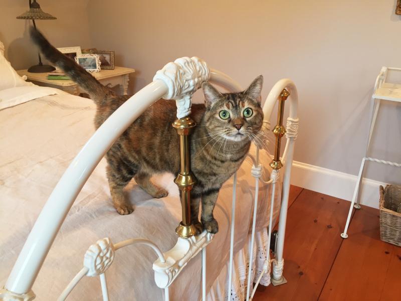 TinkerBelle is one spoiled cat. SUZI THAYER/Boothbay Register