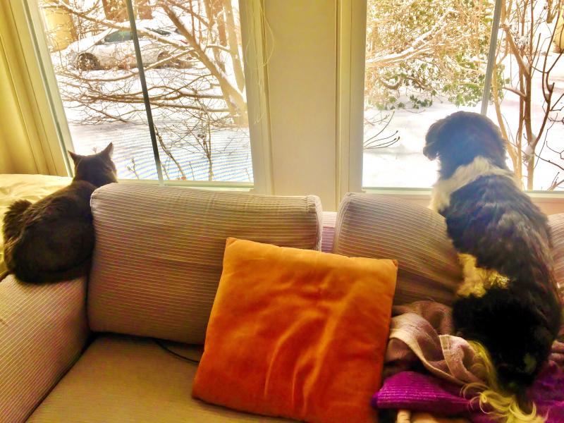 Ruby-2-Shoes and Elliot watched it snow while I wrote this story. SUZI THAYER/Boothbay Register