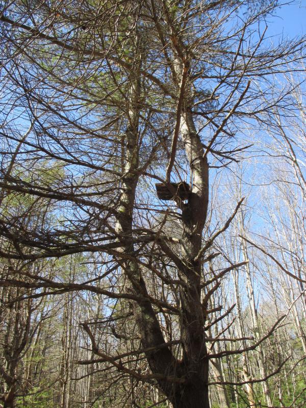 This handmade tree stand once served a deer hunter. PHIL DI VECE/Wiscasset Newspaper