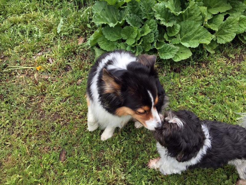Piper Tharpe and Elliot Thayer bond over Nell’s rhubarb patch in East Boothbay. SUZI THAYER/Boothbay Register
