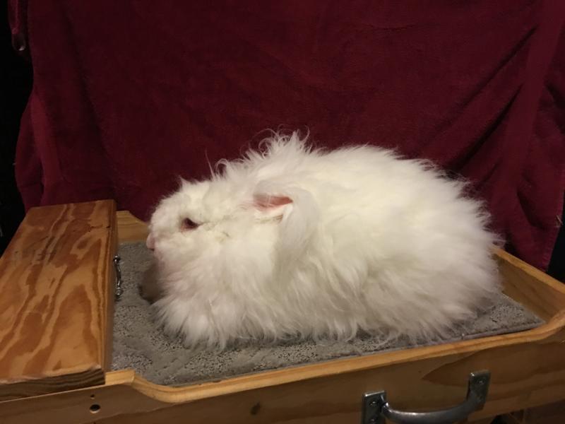 big fluffy rabbit