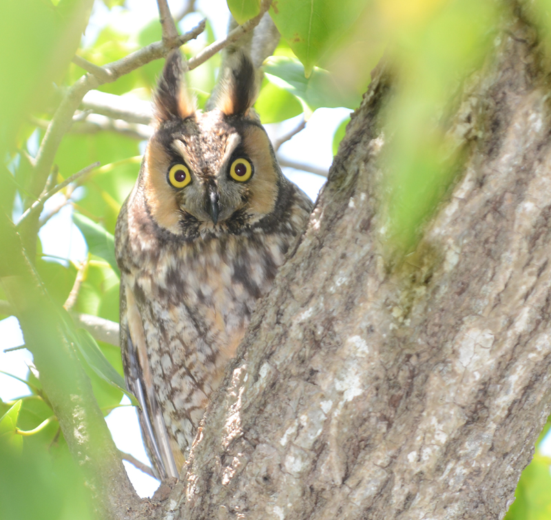 Despite the fact that long-eared owls apparently nest in Maine, most Maine birders will have seen more snowy owls (which nest in the Arctic and only sporadically visit Maine) than long-eareds. (Long-eared owl photo courtesy of Dry Tortugas NPS - Long Eared Owl, CC BY 2.0, https://commons.wikimedia.org/w/index.php?curid=48124559) long-eared owls, Maine, Boothbay Register