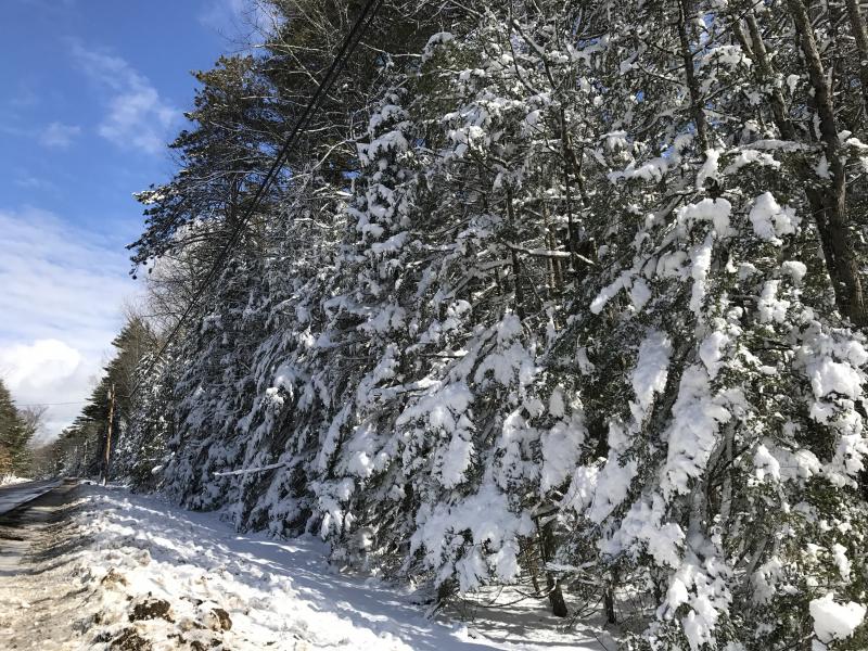 Snow weighs down tree branches along Route 218 in Alna near the Wiscasset line March 9. SUSAN JOHNS/Wiscasset Newspaper