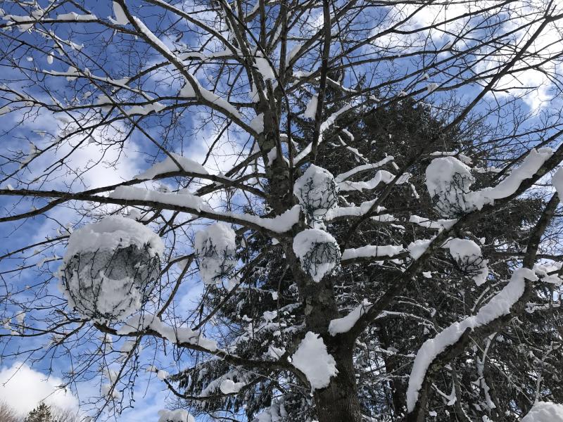 Snow covers decorations hanging from a Federal Street, Wiscasset tree March 9. SUSAN JOHNS/Wiscasset Newspaper