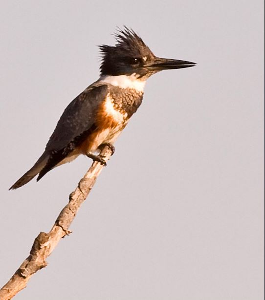 Belted kingfisher – Orange County Register