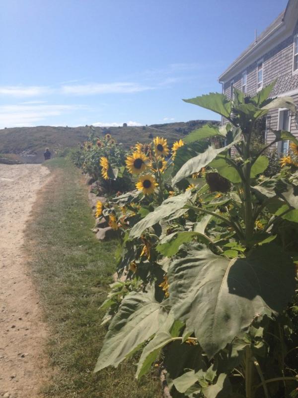 Wharf Hill, aka Sunflower Street! LISA KRISTOFF/Boothbay Register LISA KRISTOFF/Boothbay Register