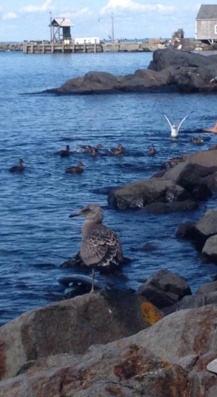 Gulls and more gulls! Monhegan Island. LISA KRISTOFF/Boothbay Register