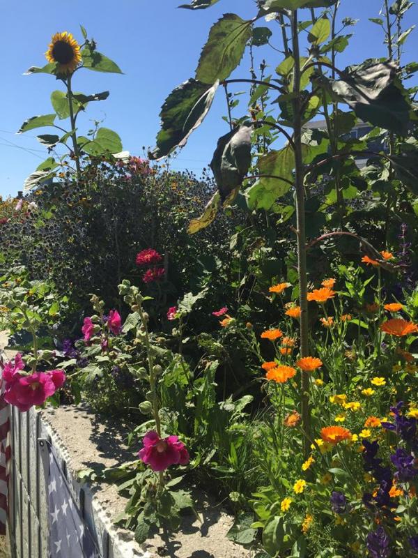 Like I said, Monhegan is a floral paradise. It’s where some talented and caring gardeners live! LISA KRISTOFF/Boothbay Register LISA KRISTOFF/Boothbay Register