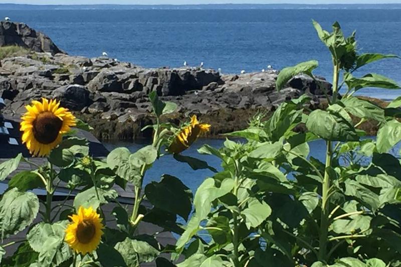 One of my favorite photos taken on Monhegan Island. LISA KRISTOFF/Boothbay Register LISA KRISTOFF/Boothbay Register